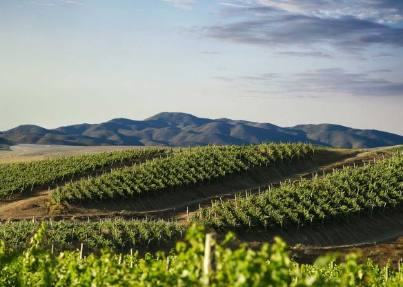 vina-tabali-vineyard