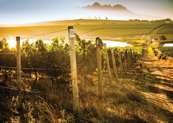 mulderbosch-vineyard