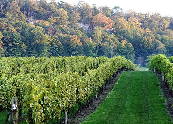 cave-spring-vineyard